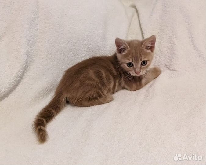 Котик в добрые руки