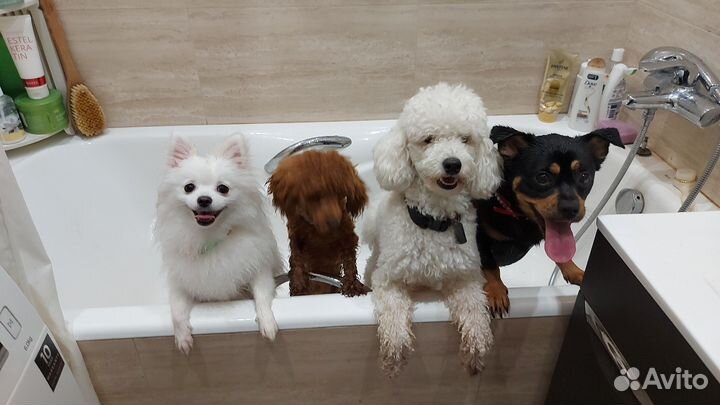 Передержка животных