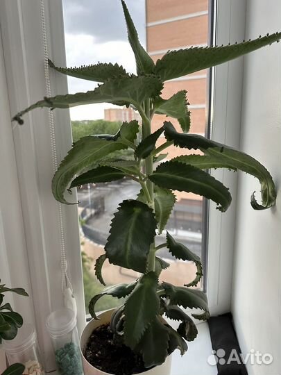 Каланхоэ лечебное