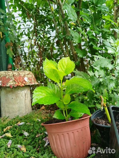 Гортензия крупнолистная Bouquet Rose (Букет Роуз)