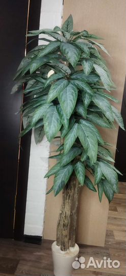 Манго дерево