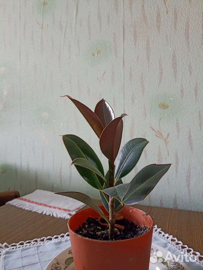 Фикус