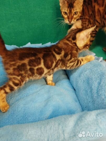 Бенгальская