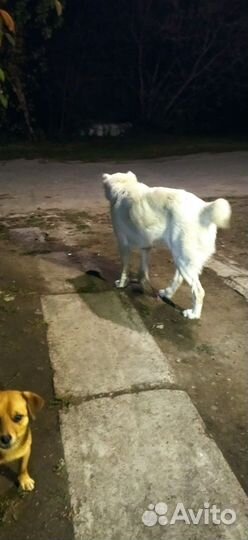 Алабай в дар