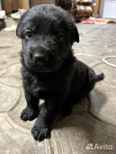 Щенки немецкой овчарки