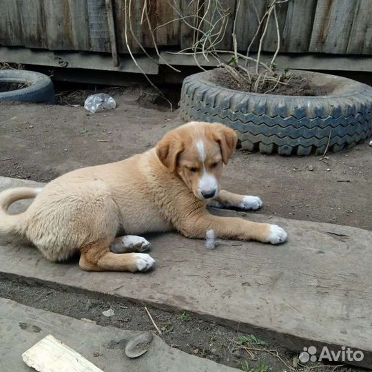 Щенки в добрые руки