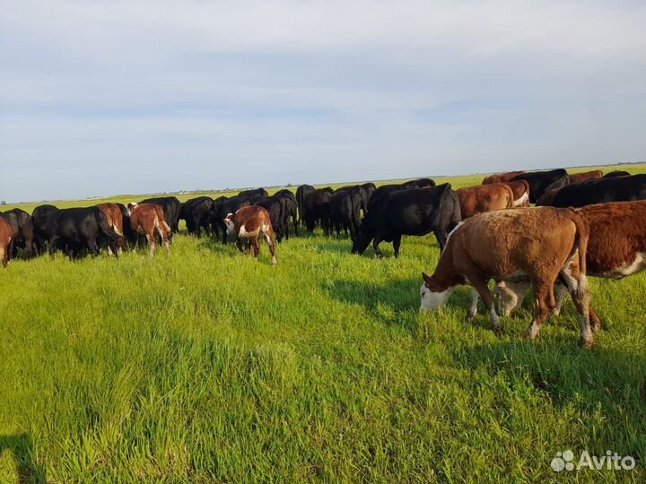 Племенной скот