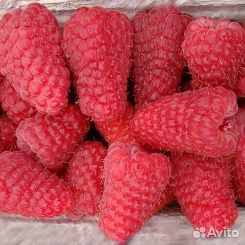 Саженцы малины