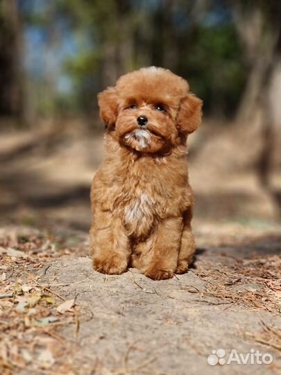 Тедди пудель девочка