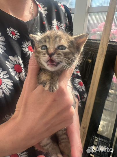 Кошки в добрые руки