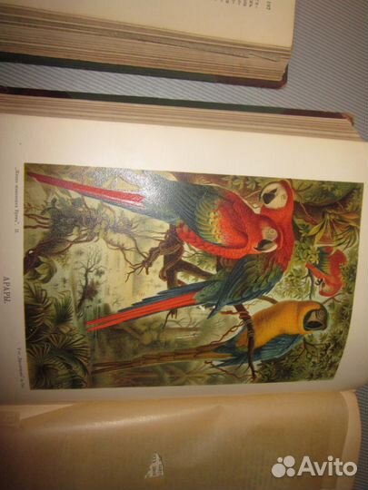 Брэм 2 тома 1902 год