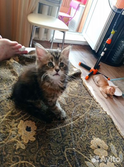 Котята мейн-кун