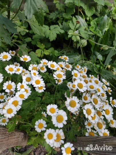 Девичья хризантема (пиретрум), ромашка.Многолетник