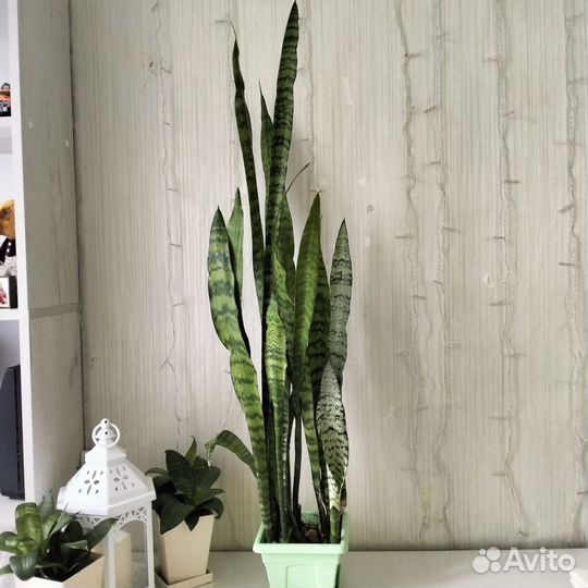 Сансевилия