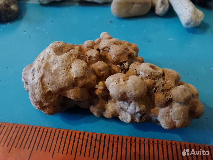 Коралловые рифы натуральные океанические