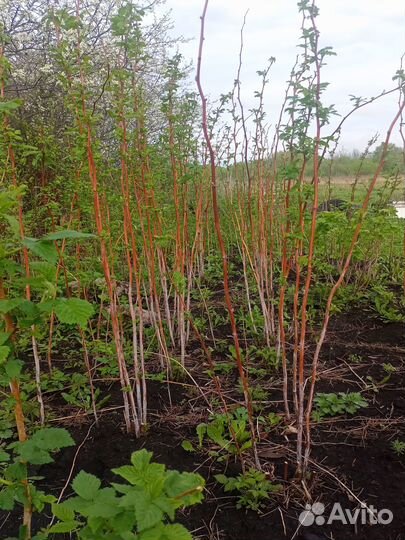 Малина новость Кузьмина.и отростки