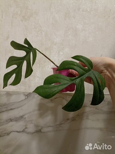 Монстера рафидофора