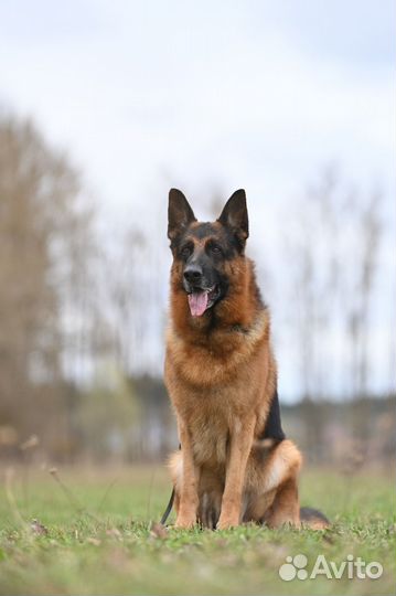 Немецкая овчарка щенки