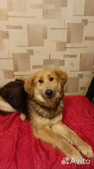 Молодая собака ищет дом