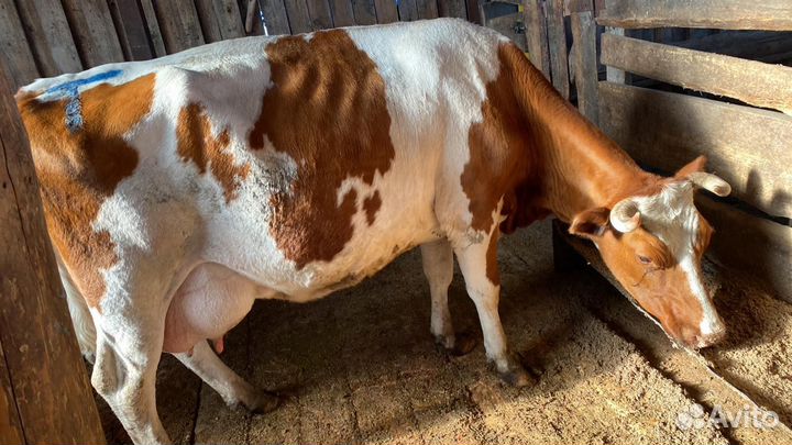 Высокоудойные коровы, тёлки