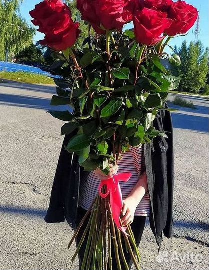 Розы гиганты 140 150 160 170 180 200