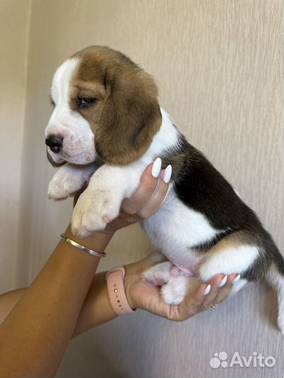 Щенки бигль