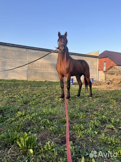 Жеребец тяжеловоз