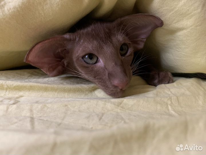 Ориентальная