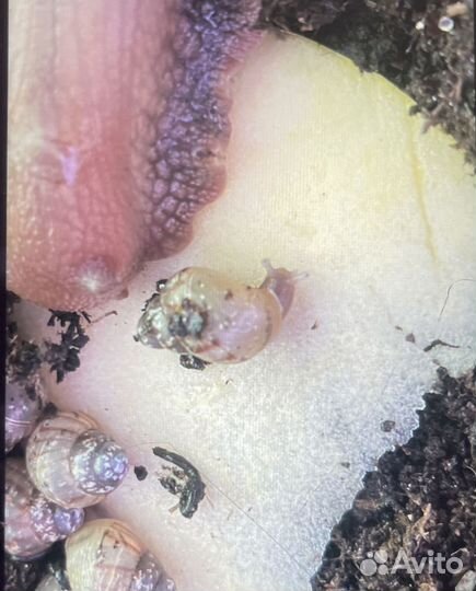 Улитки ахатины