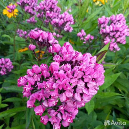 Флоксы многолетние