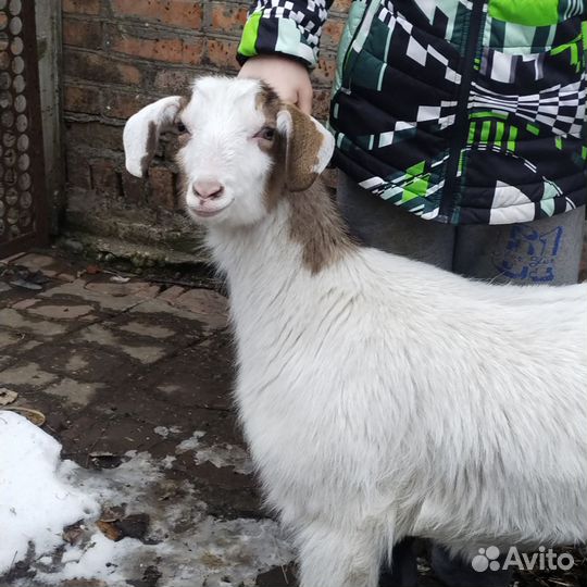 Альпийские козы