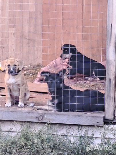 Щенки в поиске дома