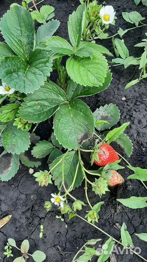 Рассада клубники сорт Мурана