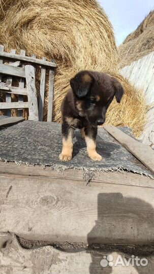 Щенок помесь