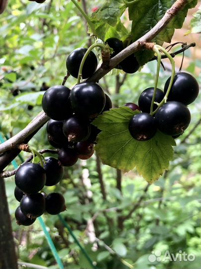 Саженцы вишни, малины, ежевики, смородины