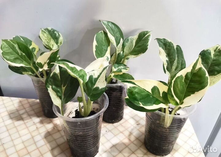 Сциндапсус, эпипремнум ч.1