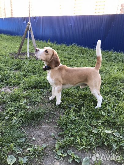 Кобель бигль для вязки