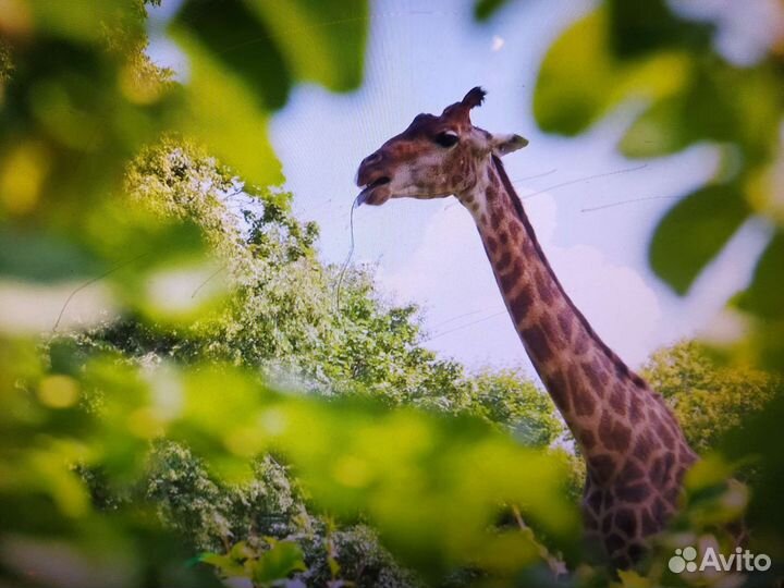 Монитор HP 24 дюйма