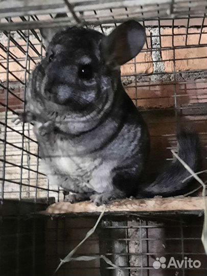 Шиншиллы