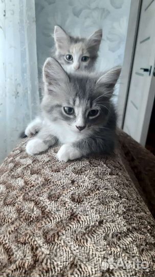 Кошка в дар бесплатно