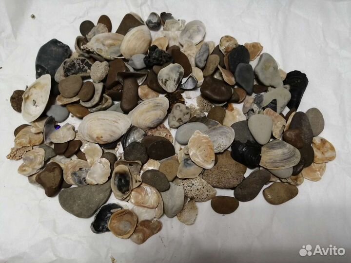 Морские ракушки, камни, пемза