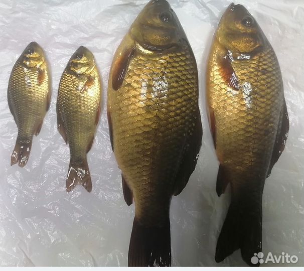 Красный карась (малек)