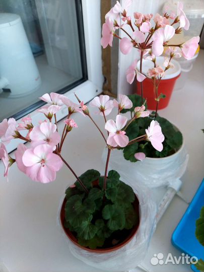 Сортовые герани. пеларгонии