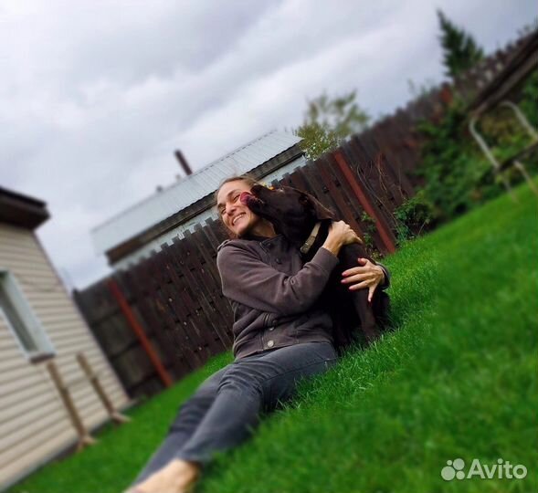 Передержка собак любых пород