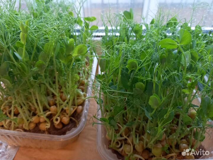 Зелень для дома