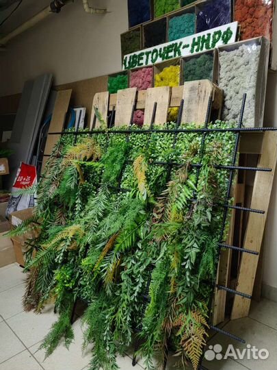 Растения для озеленения потолков, от