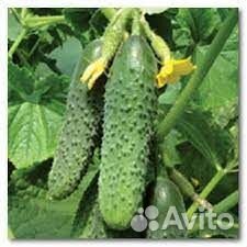 Упаковщик овощей. Вахта с проживанием