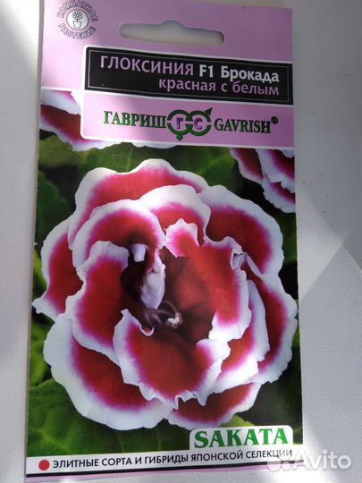 Глоксиния брокада