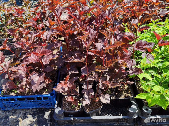 Пузыреплодник Ред Барон, Лютеус, Дьябло