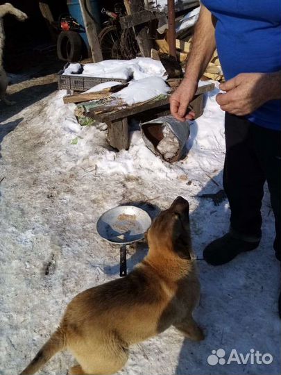 Щенки алабая бесплатно в добрые руки